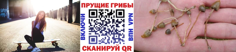 Галлюциногенные грибы ЛСД  Черногорск 